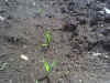 Corn-garden-closeup05e06.jpg (156083 bytes)