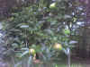 Photo_070206_001.jpg (108106 bytes)