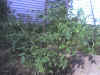 Photo_070206_004.jpg (111283 bytes)