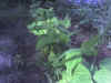 Photo_070206_005.jpg (84326 bytes)