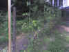 Photo_070206_006.jpg (86715 bytes)