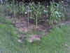 Photo_070206_007.jpg (115038 bytes)