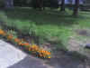 Photo_070206_008.jpg (80795 bytes)