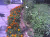 Photo_072906_007.jpg (110073 bytes)