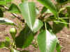 PICT0015.JPG (3068894 bytes)