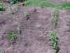 PICT0016.JPG (2416590 bytes)