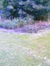 bernies-garden01.jpg (65241 bytes)