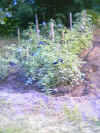 bernies-garden03.jpg (84633 bytes)
