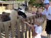 WA petting11.jpg (35608 bytes)